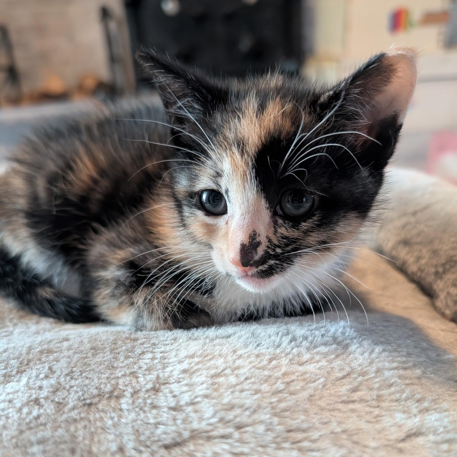 Farfalle (Pastas), Baby Female Domestic Short Hair