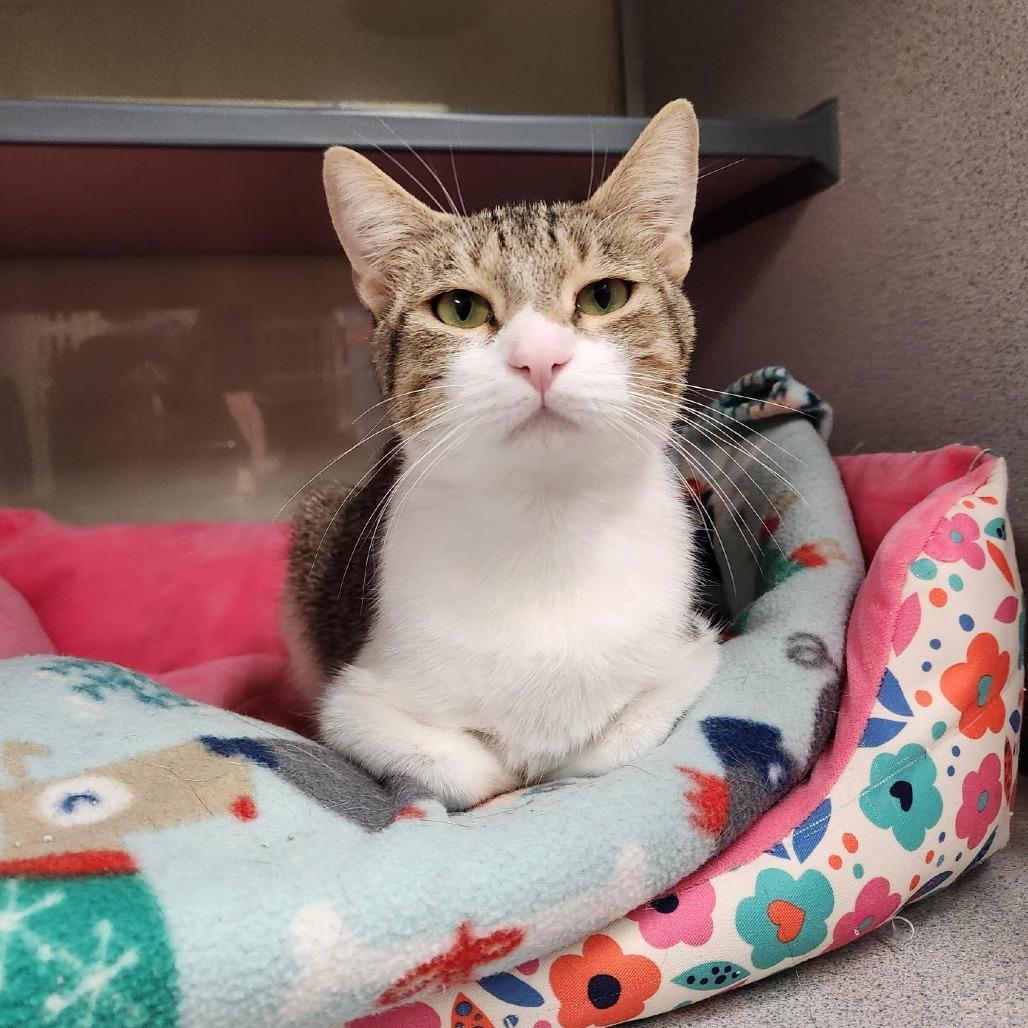 Squash, Adoptable, Young Female Domestic Short Hair.