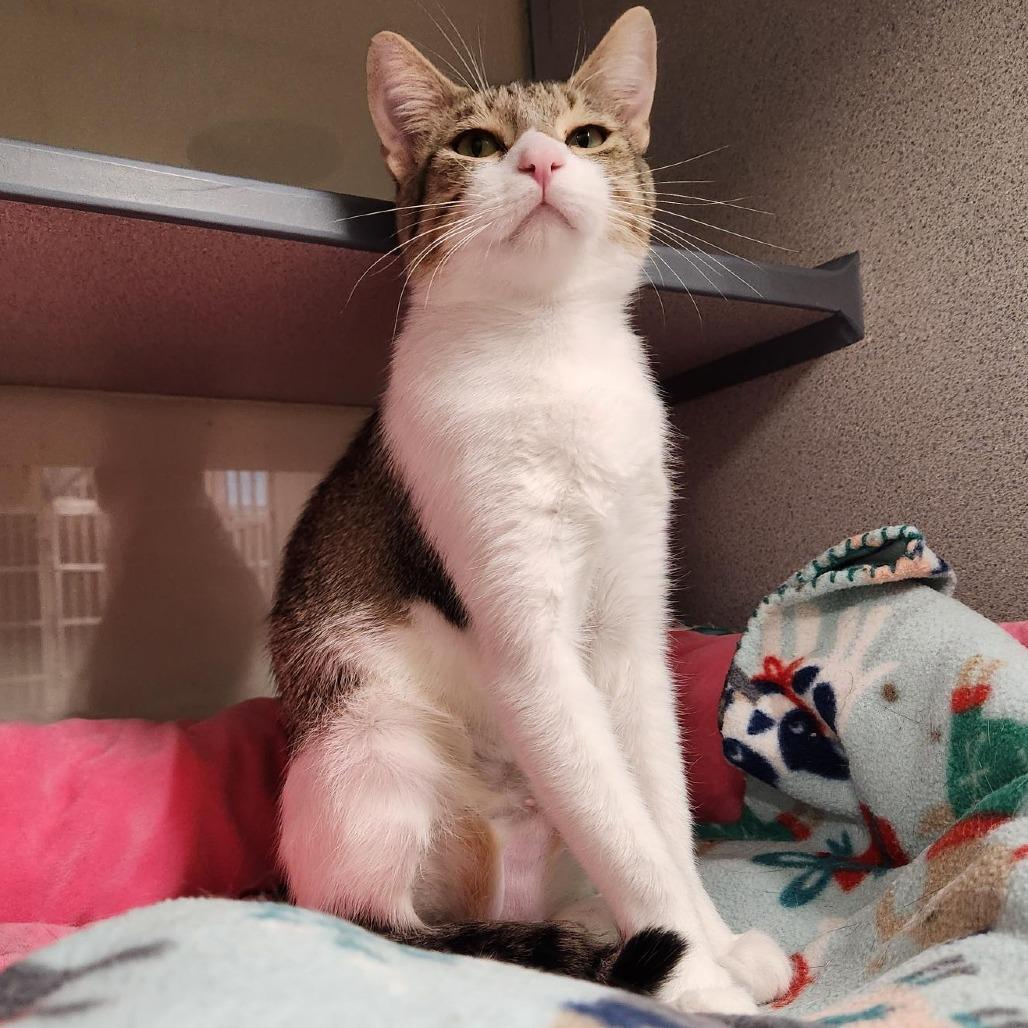 Enlarge Squash, a Adoptable Domestic Short Hair in Colorado Springs, CO image 2/4