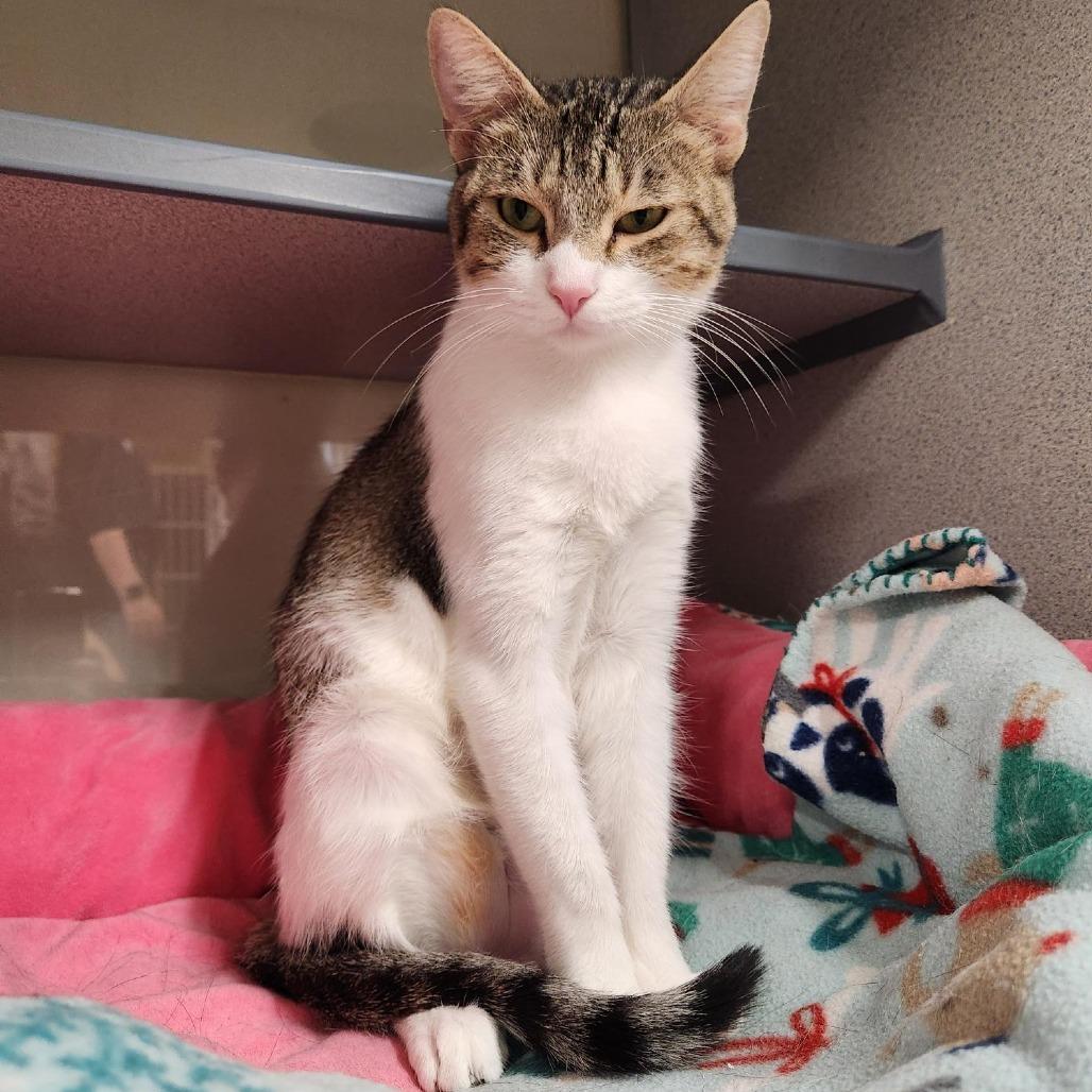 Enlarge Squash, a Adoptable Domestic Short Hair in Colorado Springs, CO image 3/4