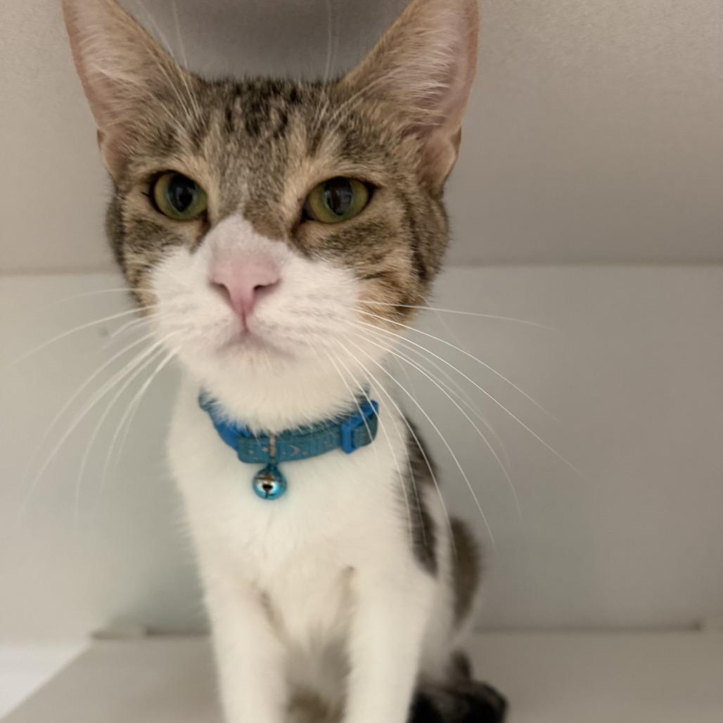 Enlarge Squash, a Adoptable Domestic Short Hair in Colorado Springs, CO image 4/4
