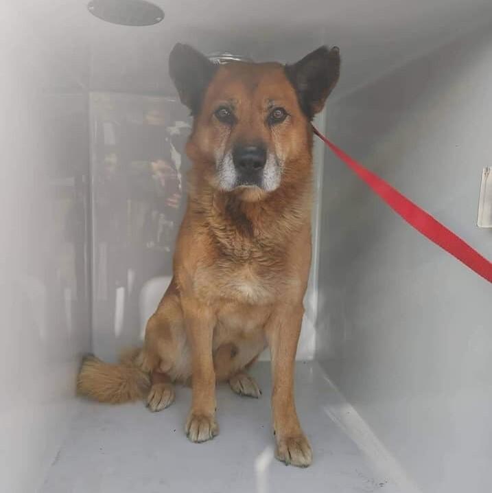 Enlarge Soloman, a Adopted mixed breed in Long Island City, NY image 1/2