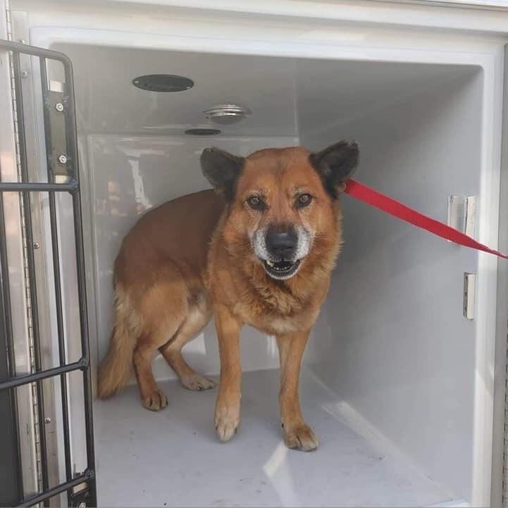 Enlarge Soloman, a Adopted mixed breed in Long Island City, NY image 2/2