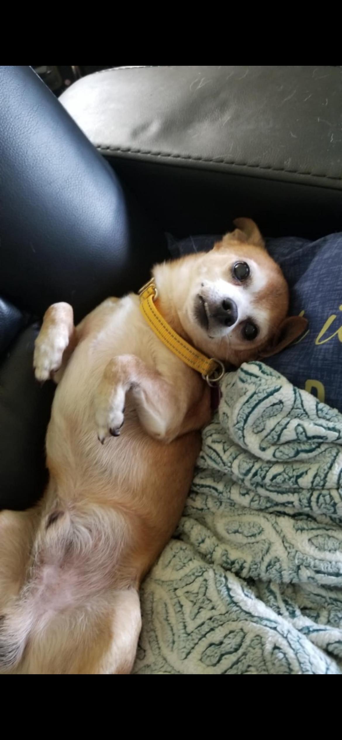 Joey, a ADOPTABLE Chihuahua in Saint Louis, MO image 2/2