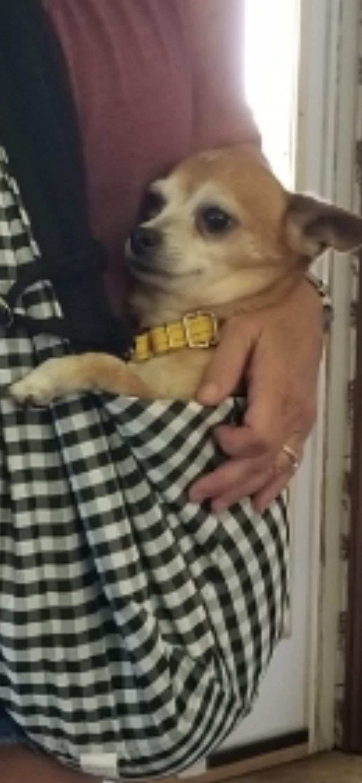 Joey, ADOPTABLE, Senior Male Chihuahua.