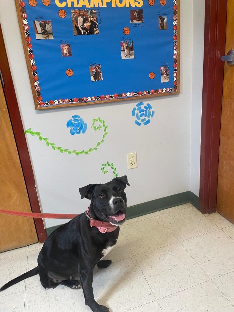 Eileen, ADOPTABLE, Adult Female Pit Bull Terrier.