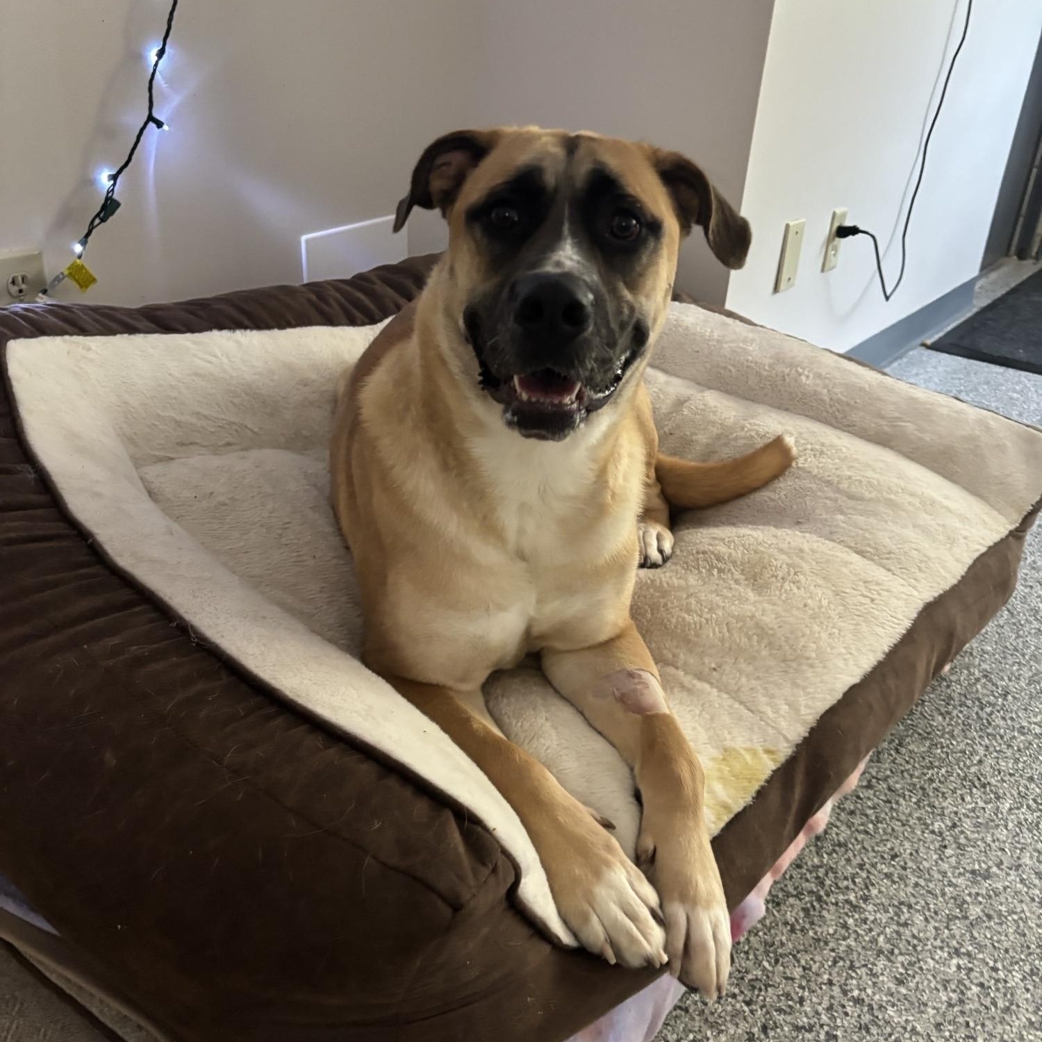 Martha, ADOPTABLE, Adult Female Mixed Breed.
