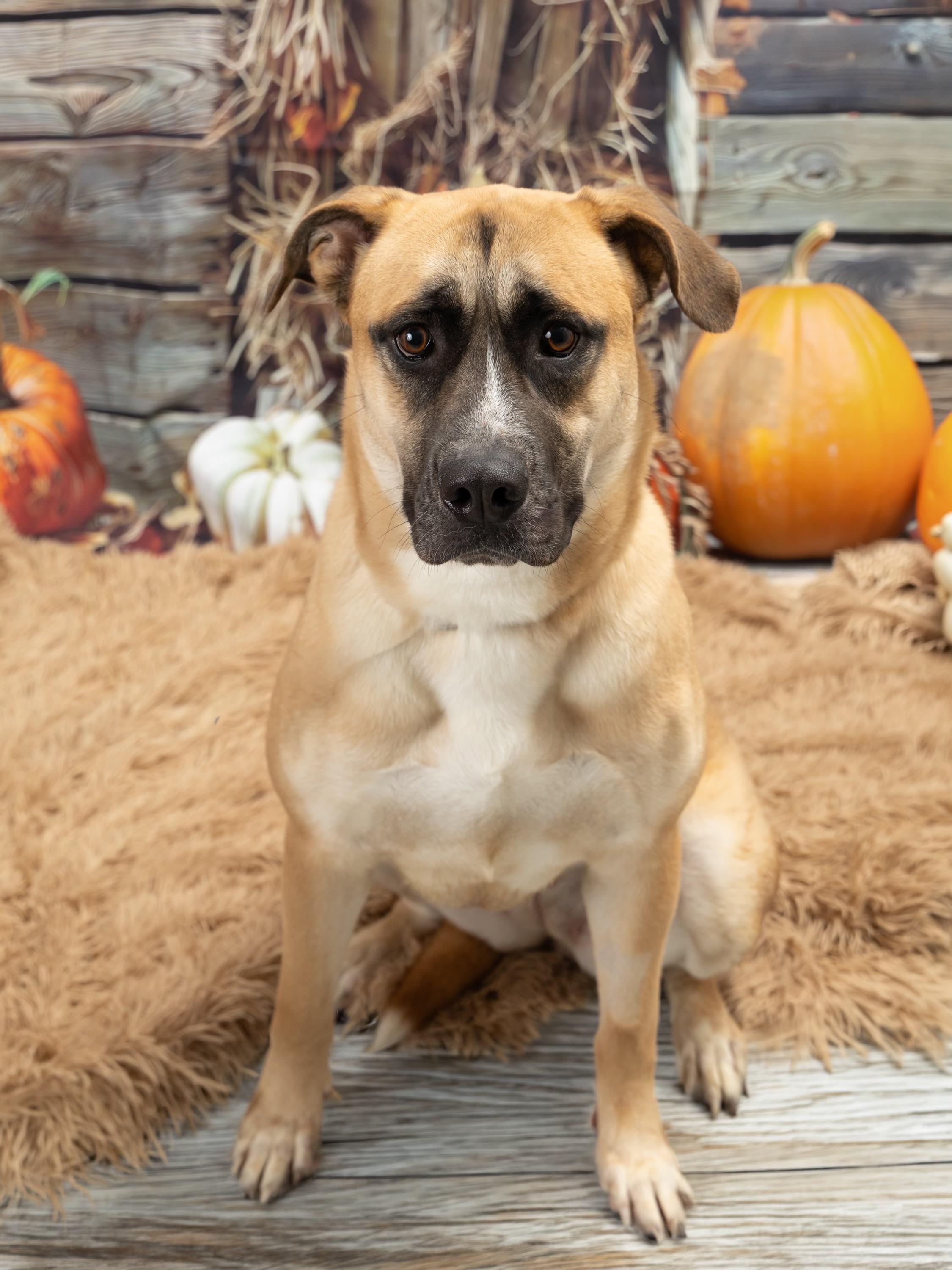 Martha, Adoptable, Adult Female Mixed Breed.