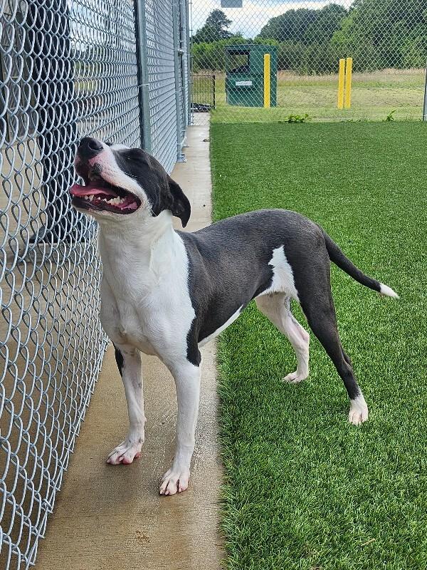 Enlarge Feather, a Adoptable Mixed Breed in Jackson, TN image 1/5