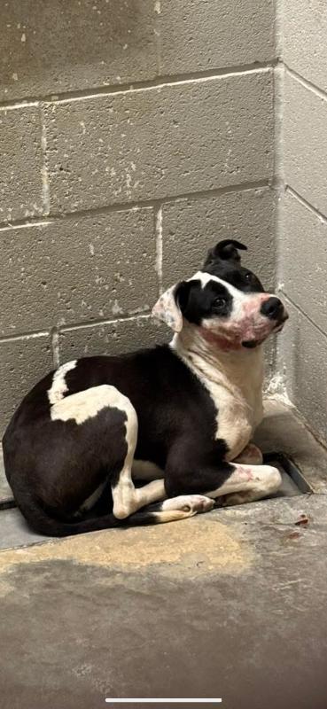 Enlarge Feather, a Adoptable Mixed Breed in Jackson, TN image 1/3