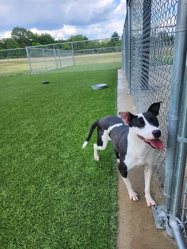 Enlarge Feather, a Adoptable Mixed Breed in Jackson, TN image 3/5