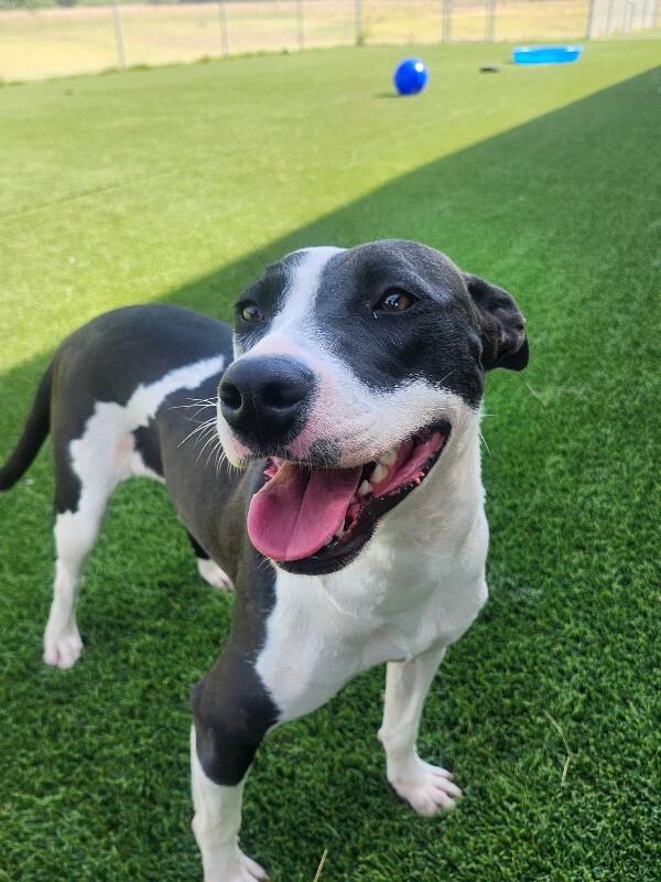 Feather, a Adoptable Mixed Breed in Jackson, TN image 3/6
