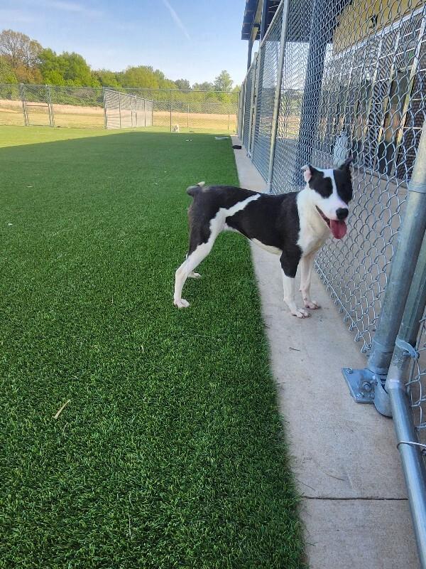 Enlarge Feather, a Adoptable Mixed Breed in Jackson, TN image 2/3