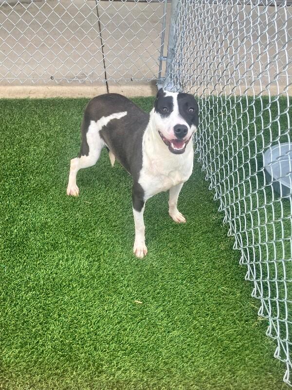 Enlarge Feather, a Adoptable Mixed Breed in Jackson, TN image 3/3
