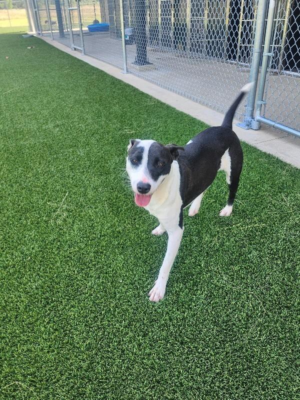 Feather, a Adoptable Mixed Breed in Jackson, TN image 6/6