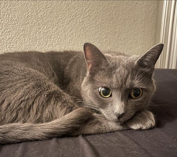 Mystique, Adoptable, Adult Female Domestic Medium Hair.