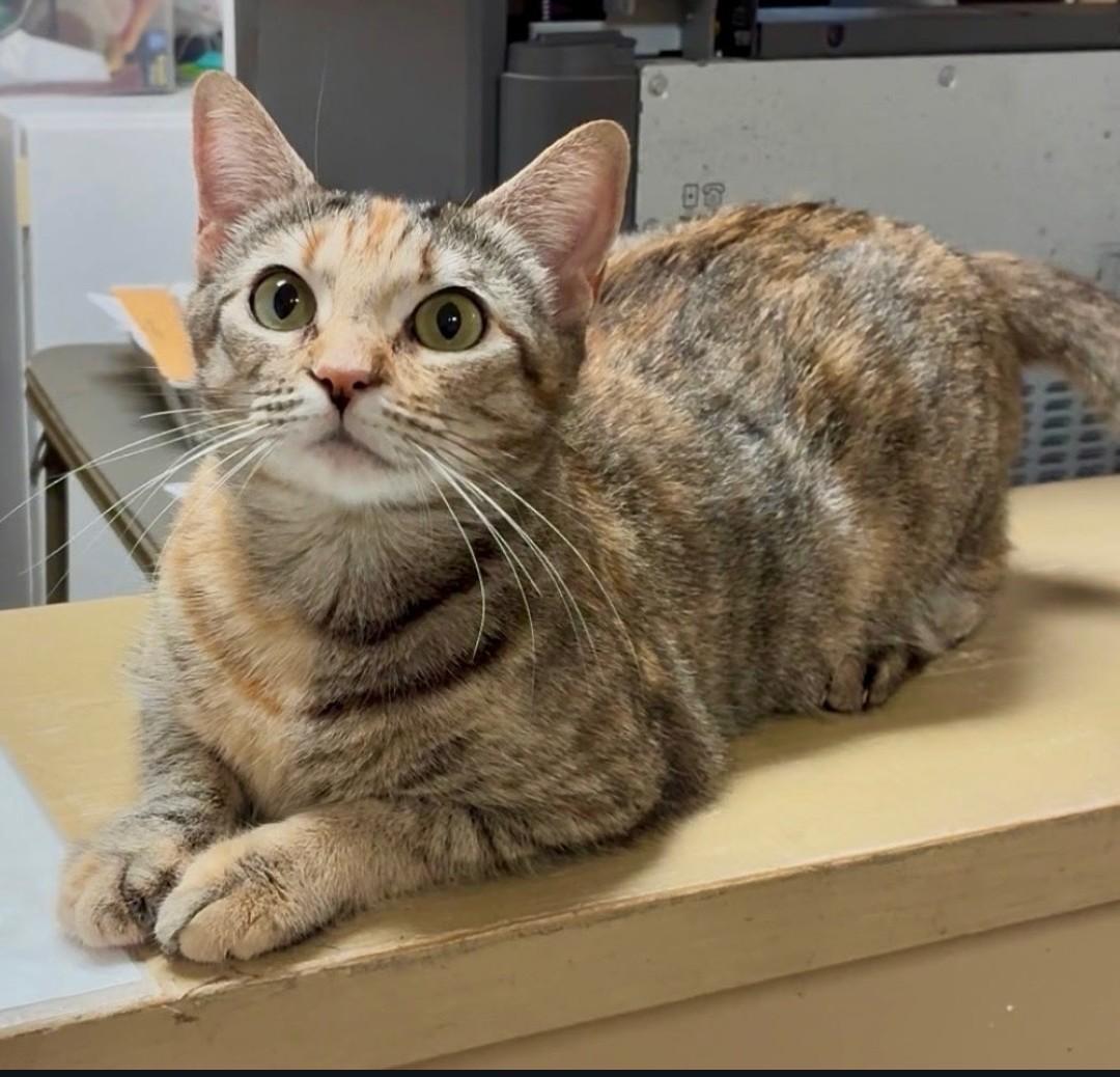 Miley, ADOPTABLE, Kitten Female Domestic Short Hair.