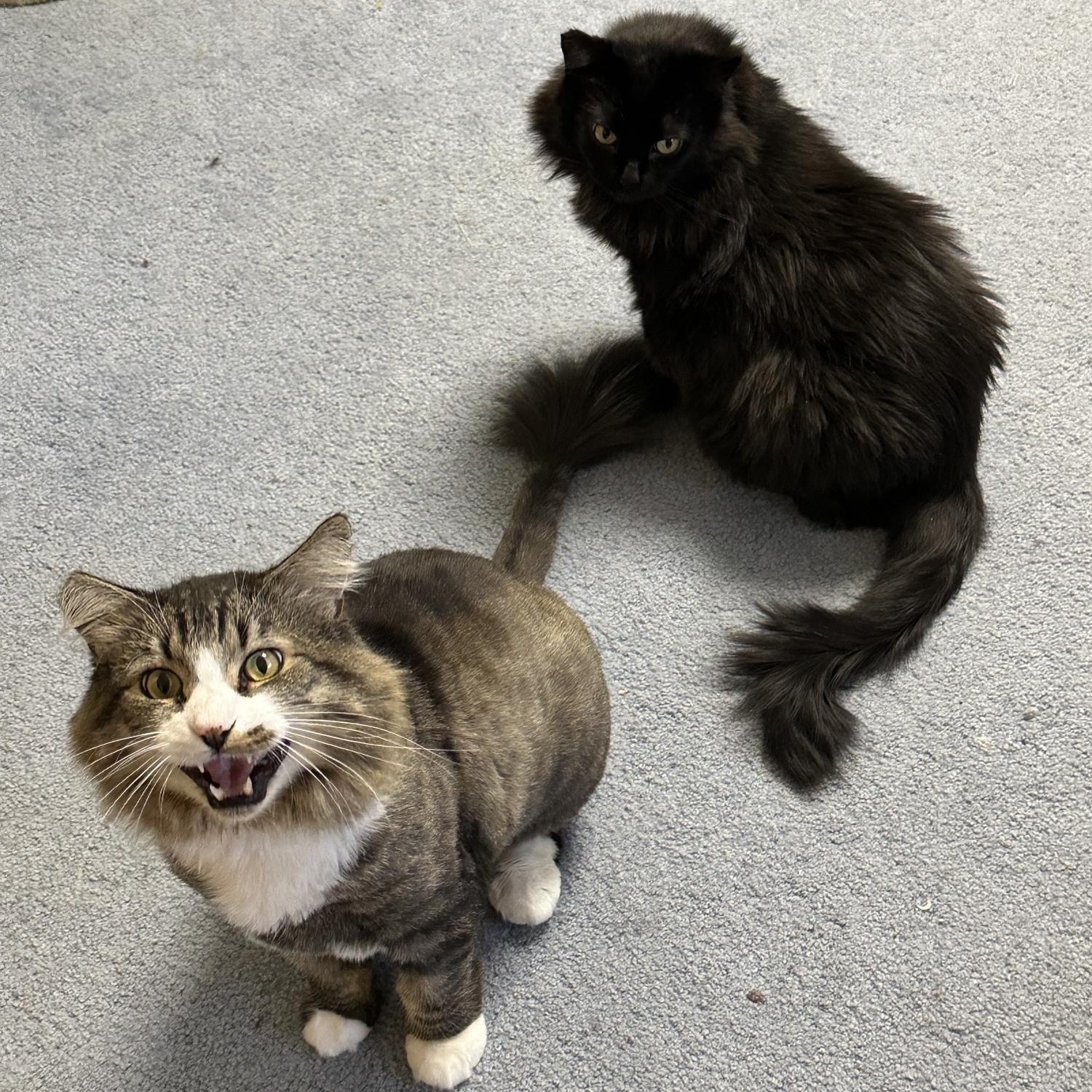 Bobby & Piper - looking for a soft warm lap., Adoptable, Adult Male Domestic Long Hair.