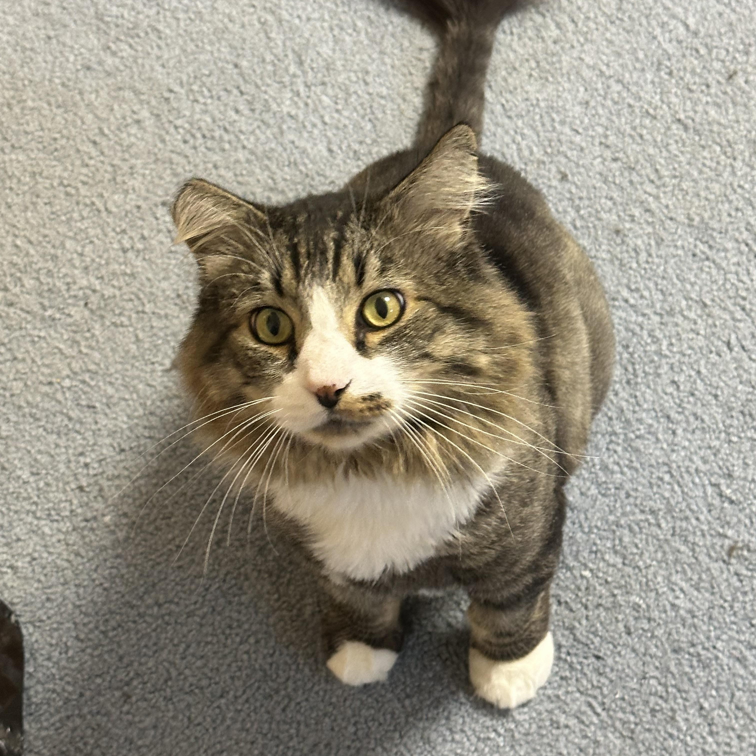 Bobby & Piper - looking for a soft warm lap., a Adoptable Domestic Long Hair in Kirkland, WA image 4/4