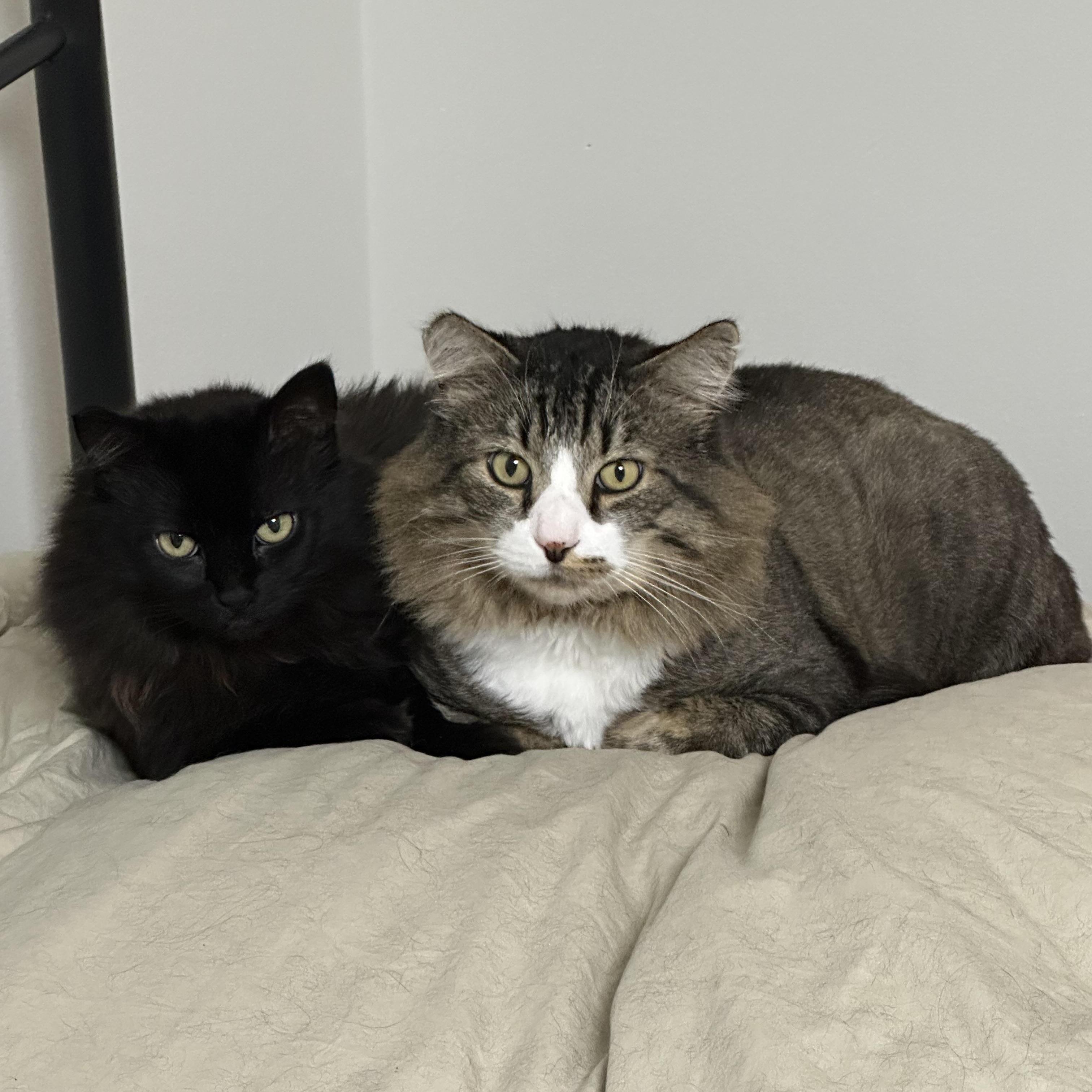 Bobby & Piper - looking for a soft warm lap., a Adoptable Domestic Long Hair in Kirkland, WA image 1/4