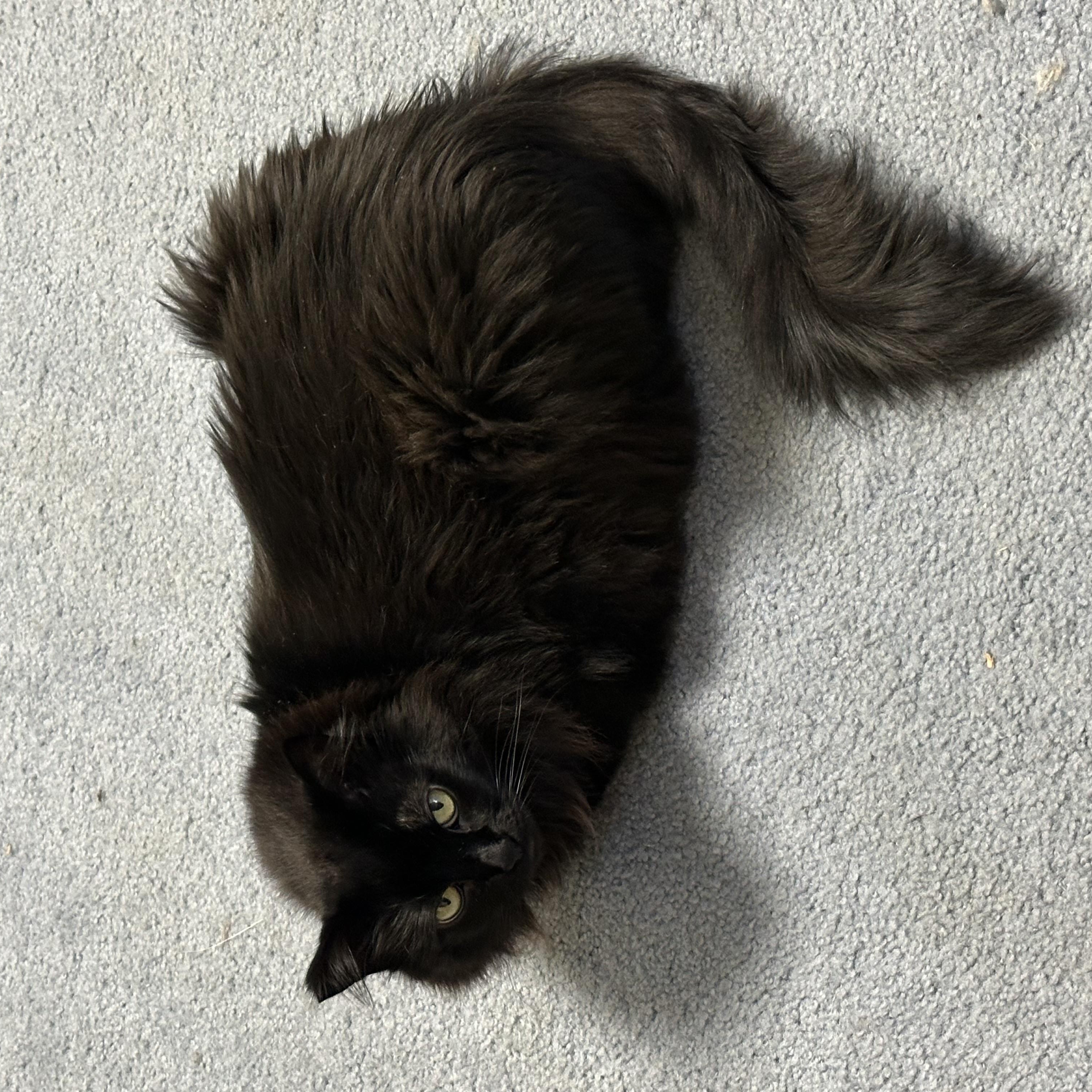 Bobby & Piper - looking for a soft warm lap., a Adoptable Domestic Long Hair in Kirkland, WA image 3/4