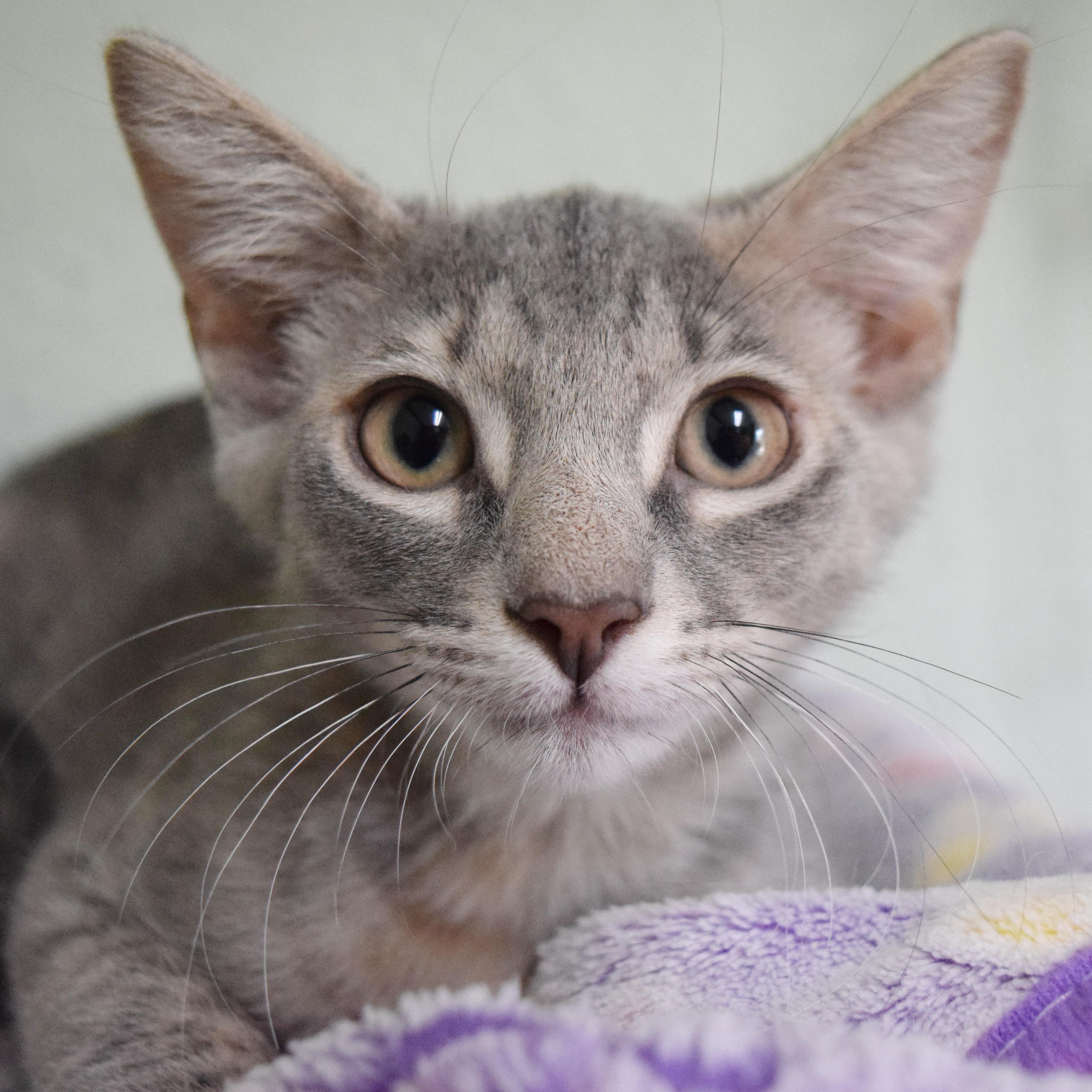 Capri, Baby Female Domestic Short Hair