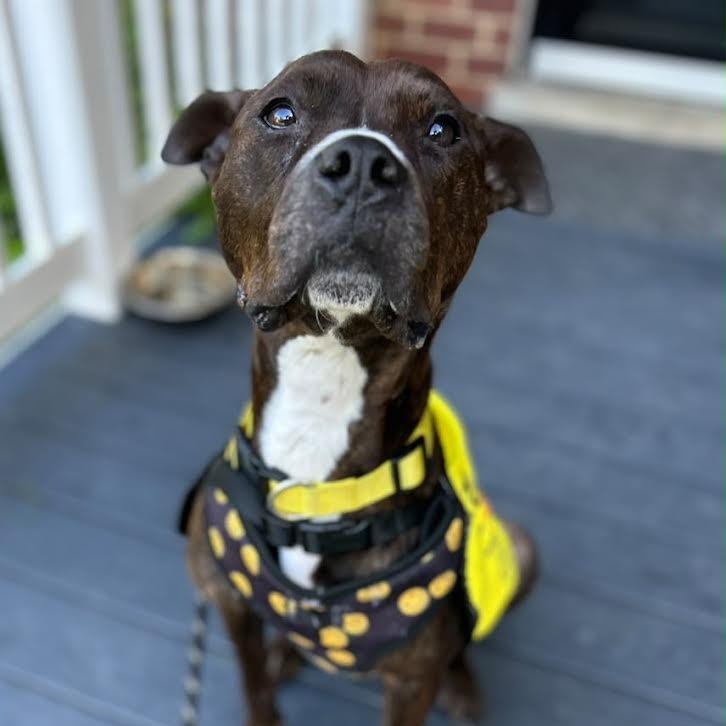 Monae, Adoptable, Adult Female Boxer & American Staffordshire Terrier.