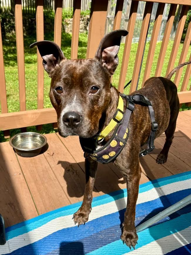 Enlarge Monae, a Adoptable mixed breed in Bowie, MD image 2/3