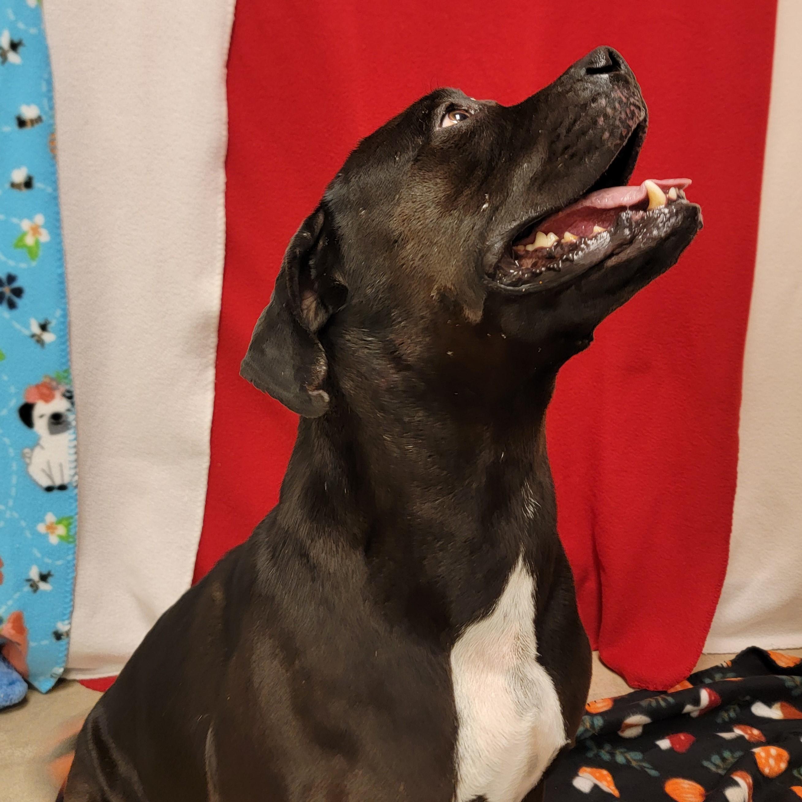 Enlarge Cereal, a ADOPTABLE mixed breed in ALPINE, TX image 3/4