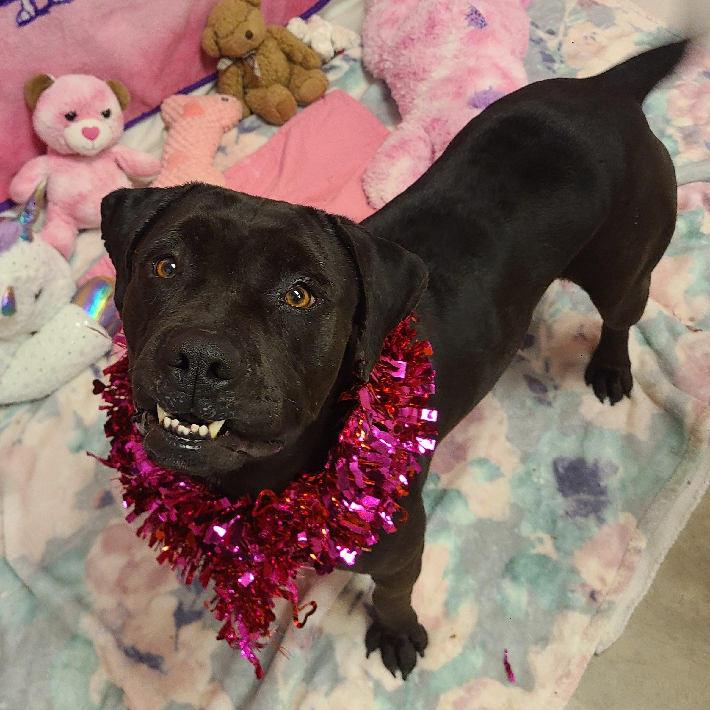 Enlarge Cereal, a ADOPTABLE mixed breed in ALPINE, TX image 6/6