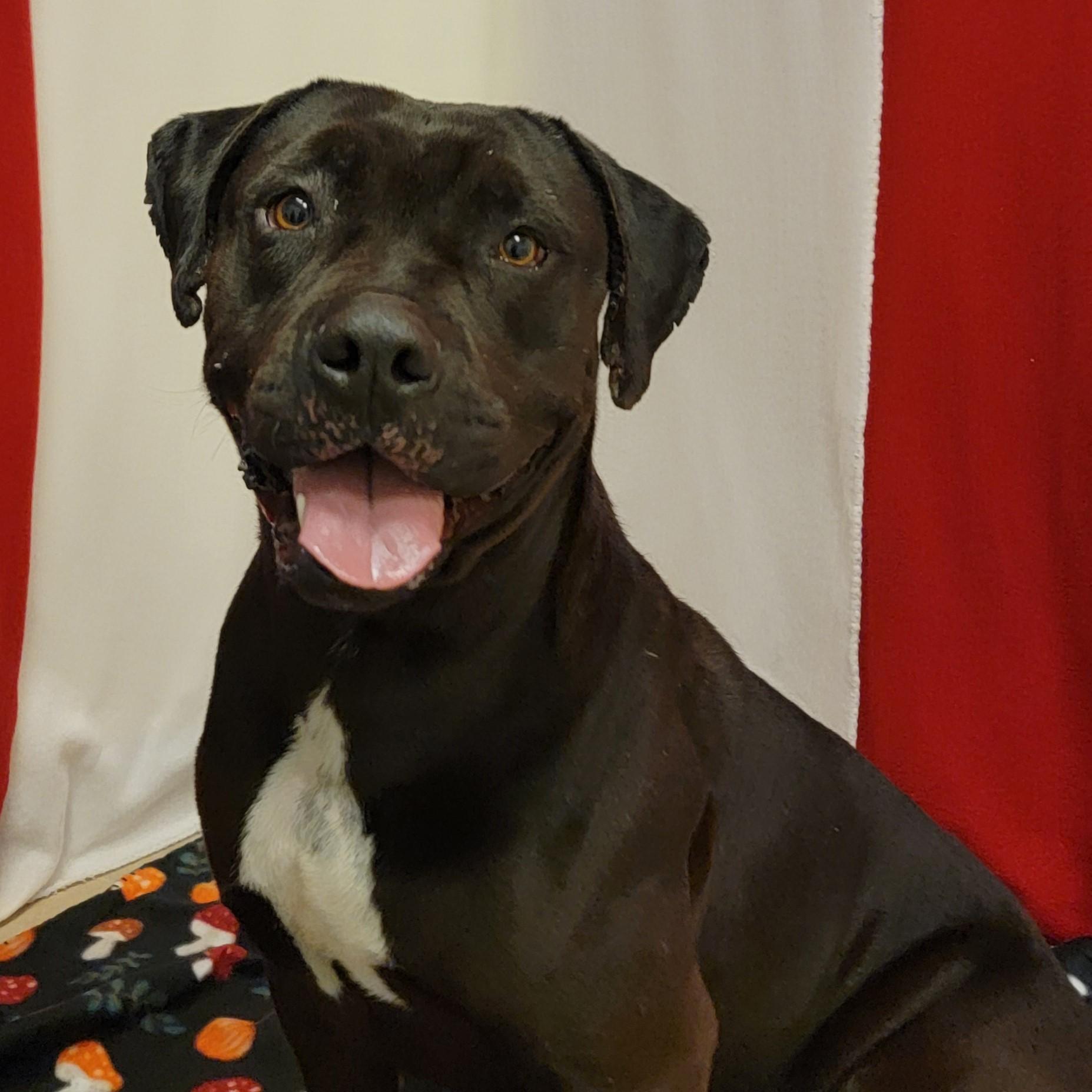 Enlarge Cereal, a ADOPTABLE mixed breed in ALPINE, TX image 4/4
