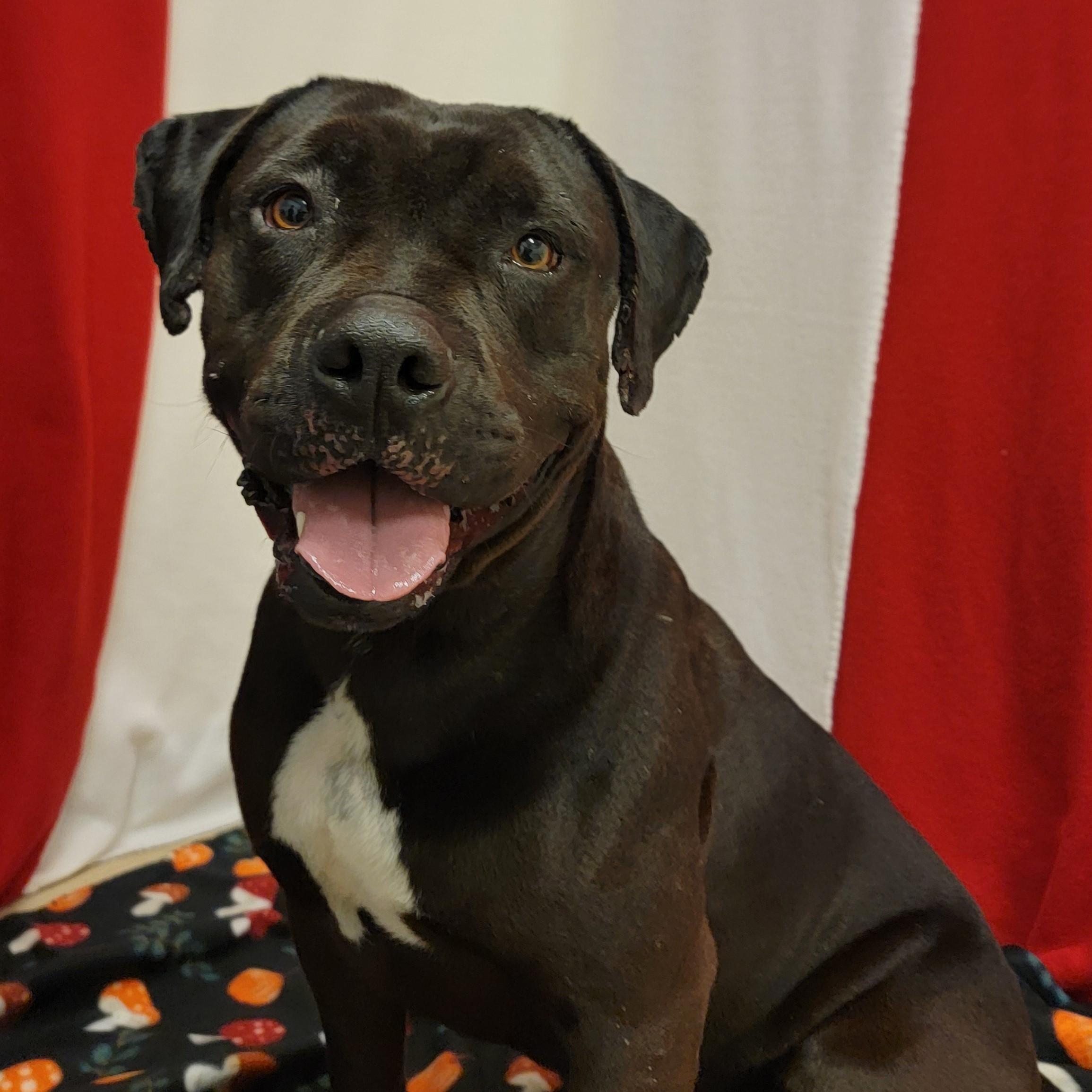 Enlarge Cereal, a ADOPTABLE mixed breed in ALPINE, TX image 1/4