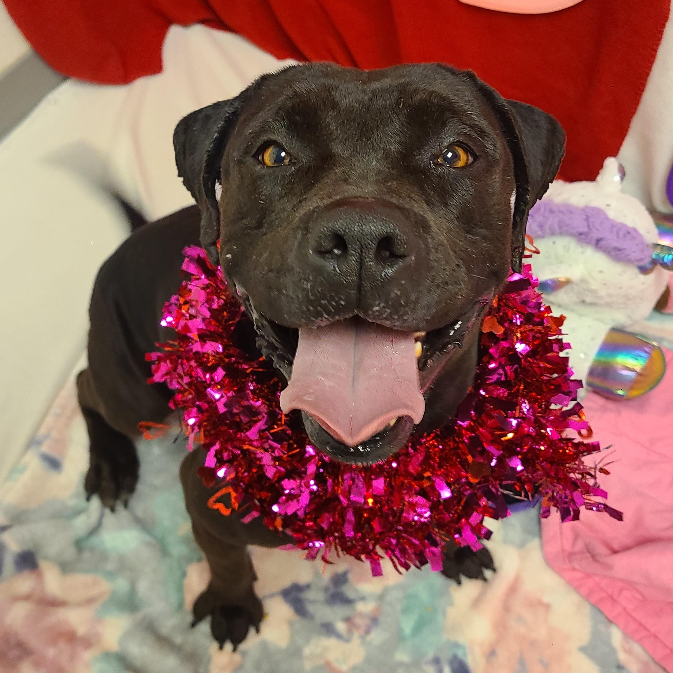 Enlarge Cereal, a ADOPTABLE mixed breed in ALPINE, TX image 2/6