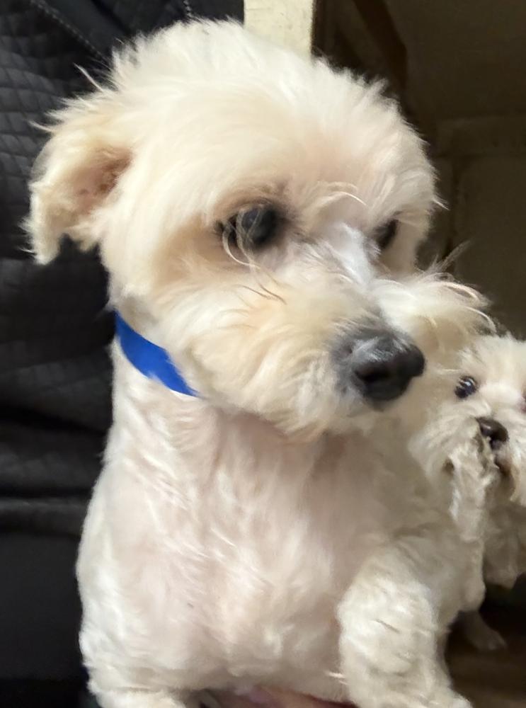 Enlarge Sugar, a Adoptable mixed breed in Manhattan, NY image 2/2