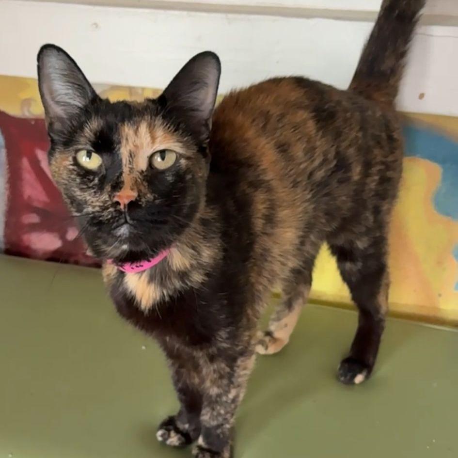 Enlarge Maleficent, a Adoptable Domestic Short Hair in Laredo, TX image 3/6