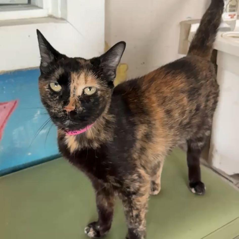 Enlarge Maleficent, a Adoptable Domestic Short Hair in Laredo, TX image 6/6