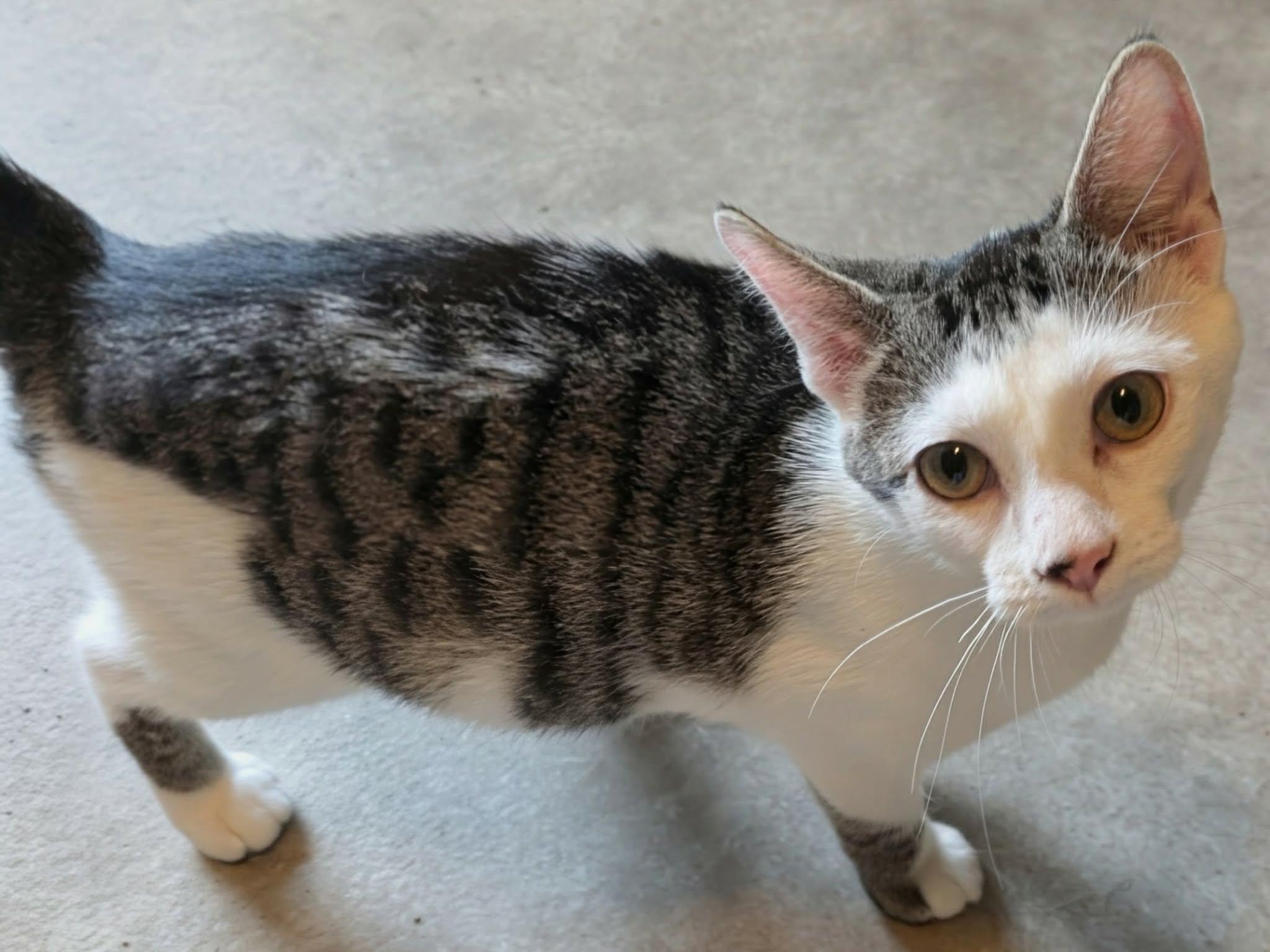 Enlarge Scooby, a Adopted Domestic Short Hair in fennville, MI image 1/1