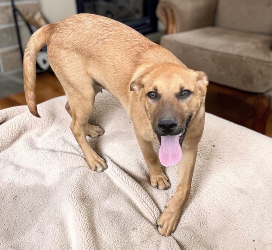 Enlarge Kenny, a Adoptable mixed breed in Brattleboro , VT image 4/6