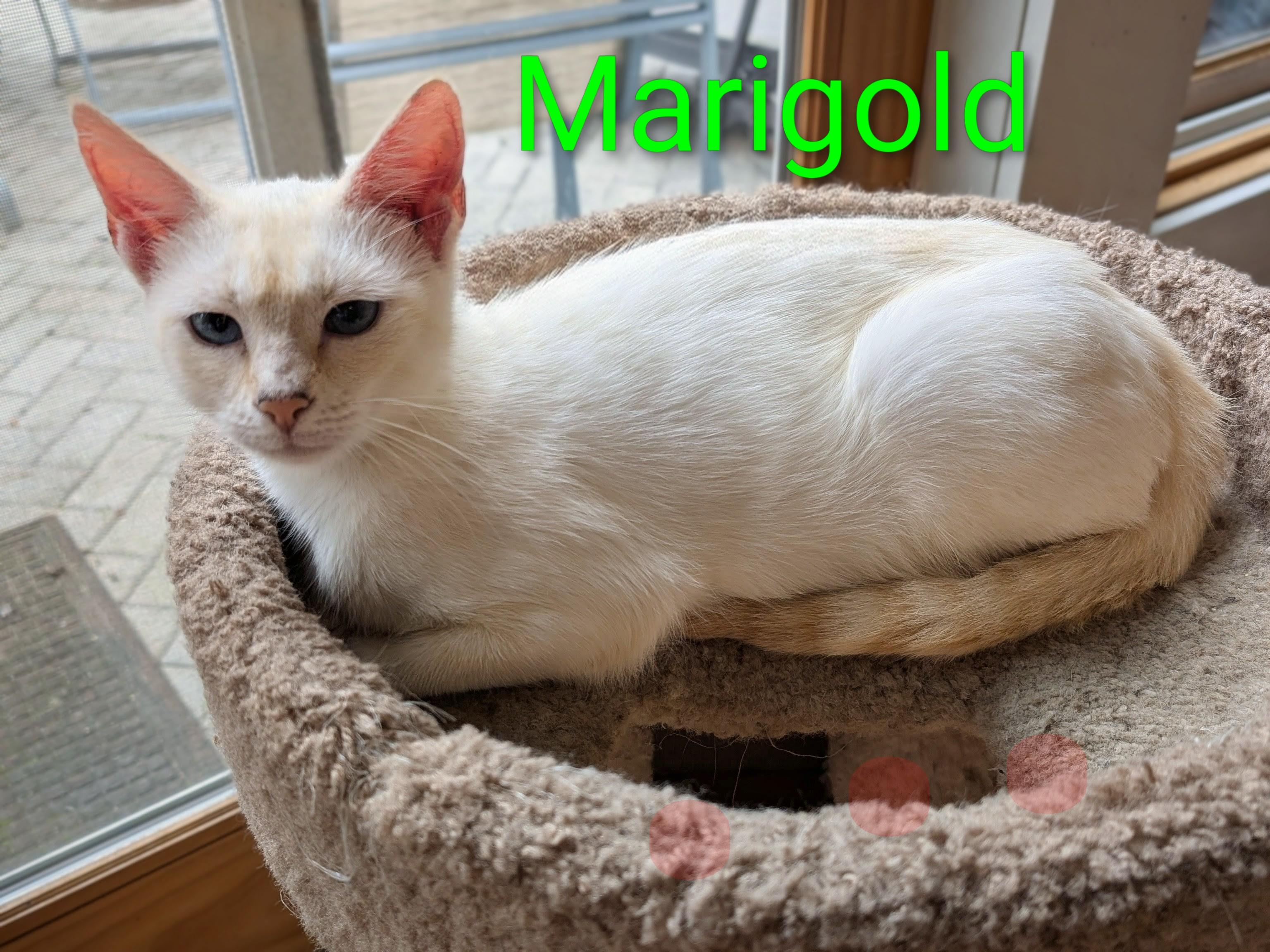 Marigold, Adoptable, Young Female American Shorthair.
