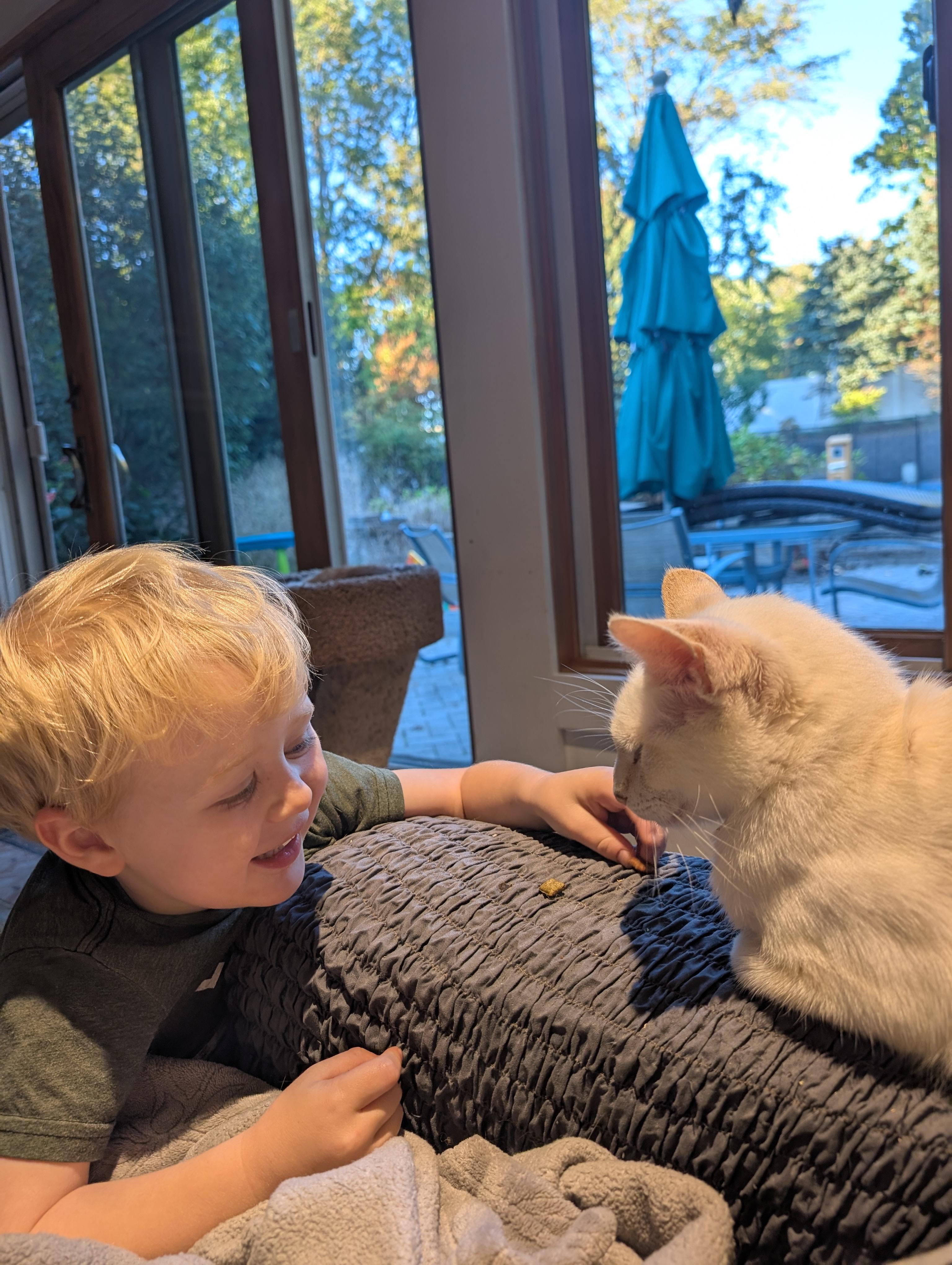 Enlarge Marigold, a Adoptable American Shorthair in Hazlet, NJ image 2/2