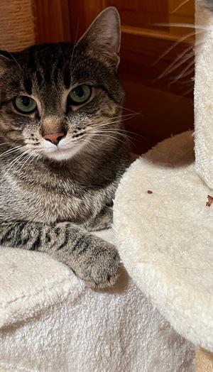 Enlarge Angel, a Adoptable mixed breed in Peapack, NJ image 2/3