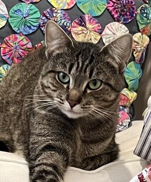 Angel, a Adoptable mixed breed in Peapack, NJ image 1/4