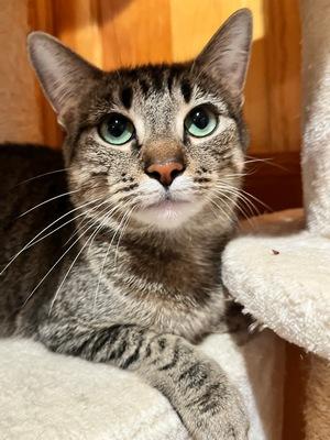 Enlarge Angel, a Adoptable mixed breed in Peapack, NJ image 1/3