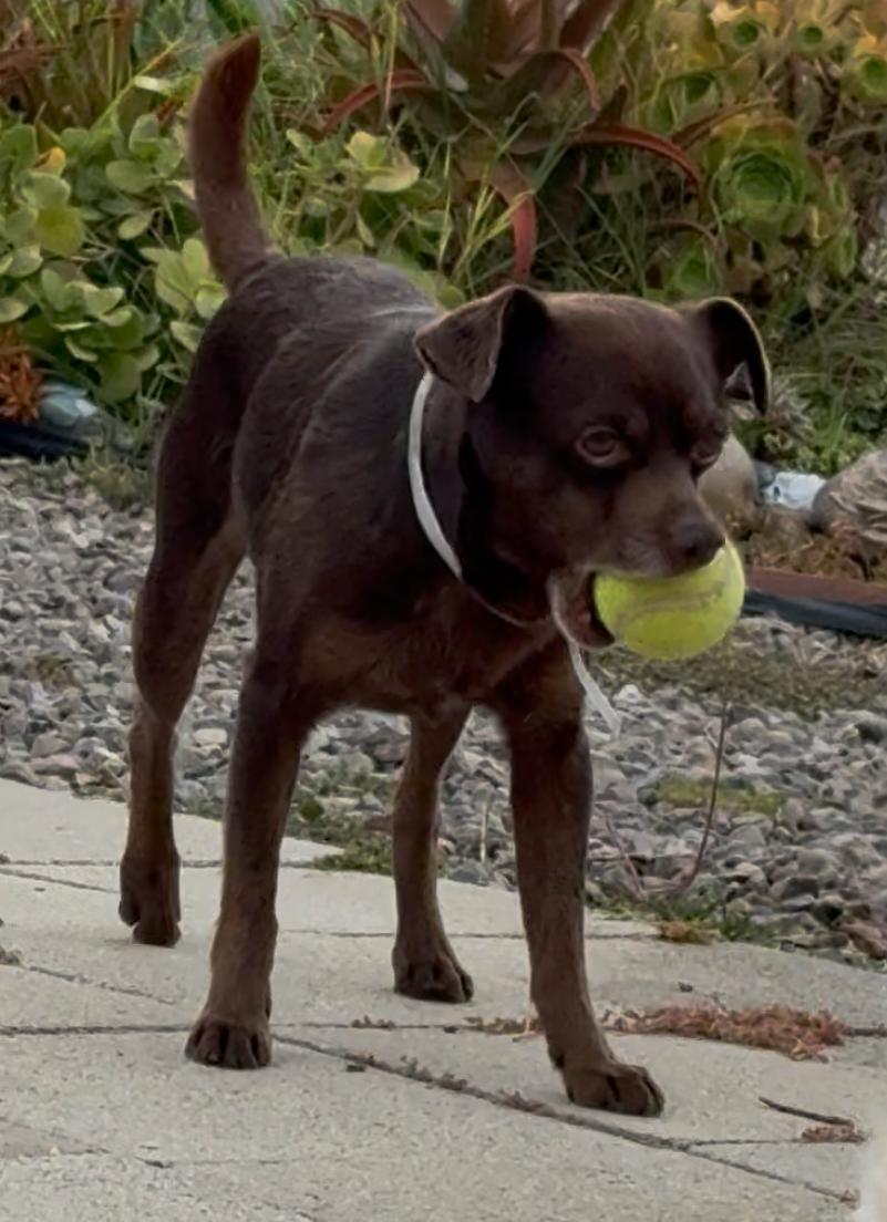 Ben, ADOPTABLE, Young Male Chihuahua.