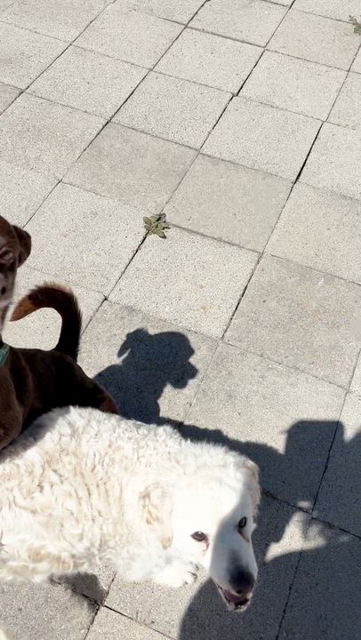Enlarge Ben, a ADOPTABLE mixed breed in San Diego, CA video 3/4