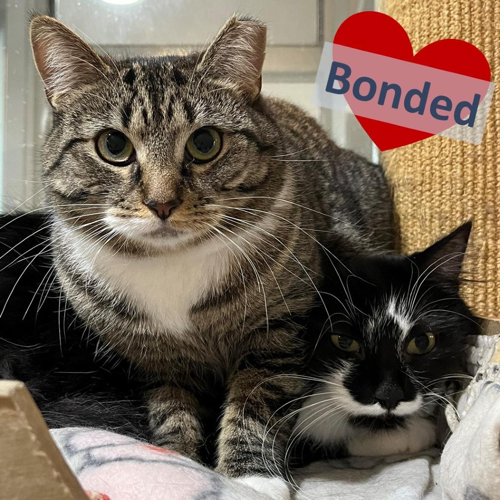 Itsy & Puff, Adoptable, Adult Female Domestic Short Hair.