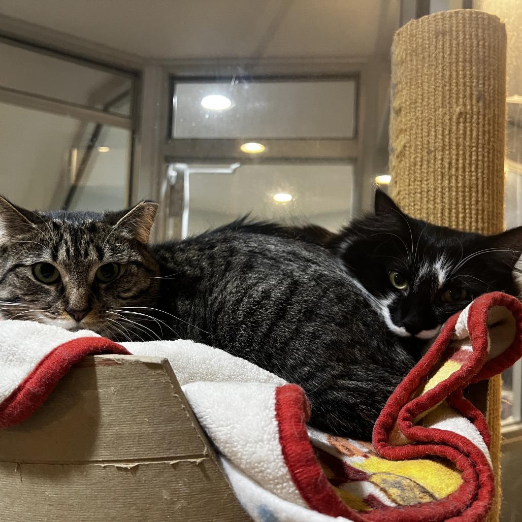 Itsy & Puff, a Adoptable Domestic Short Hair in Ashland, MA image 2/4