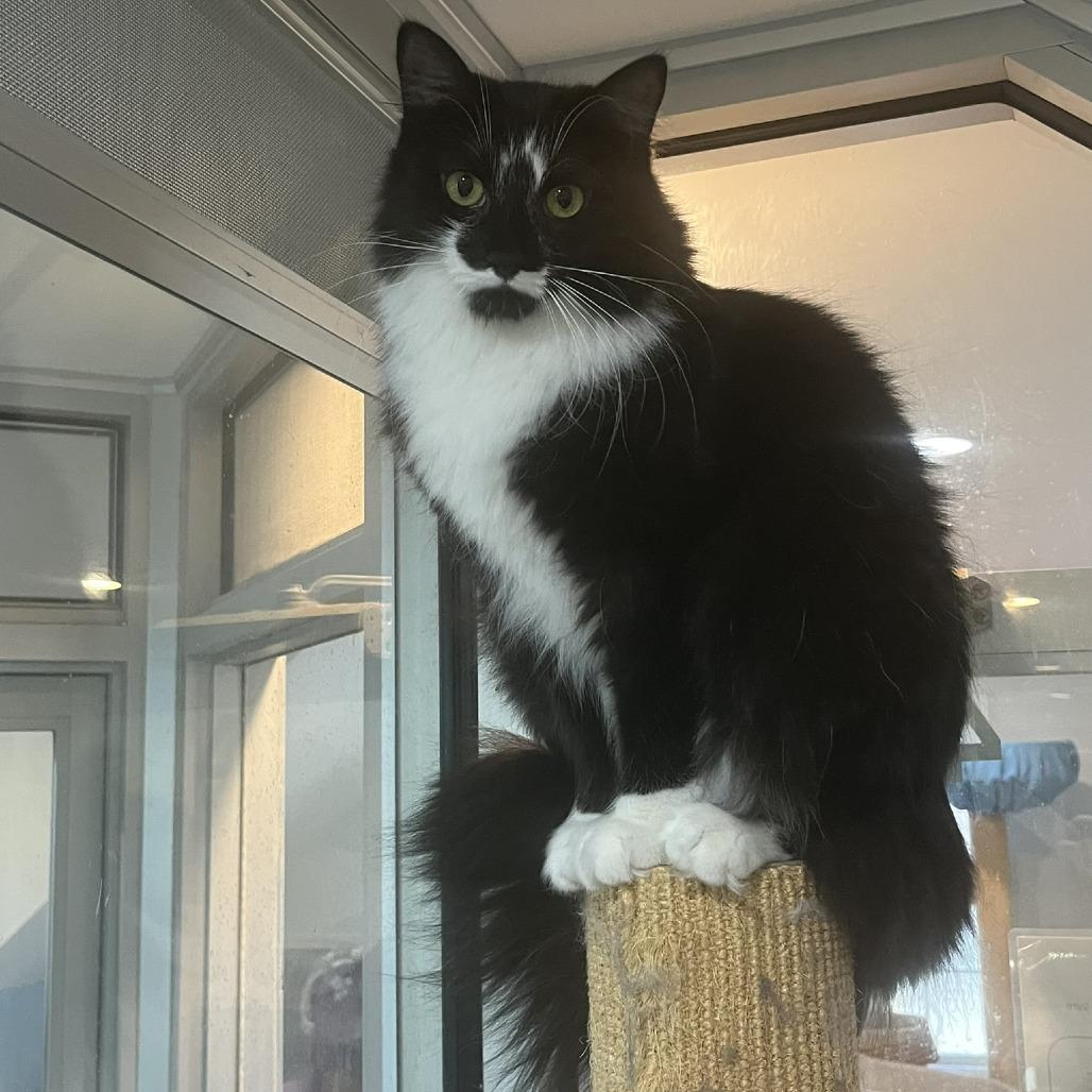 Itsy & Puff, a Adoptable Domestic Short Hair in Ashland, MA image 3/4