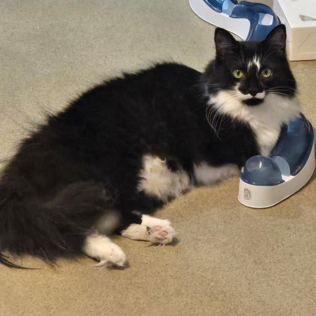 Itsy & Puff, a Adoptable Domestic Short Hair in Ashland, MA image 4/4