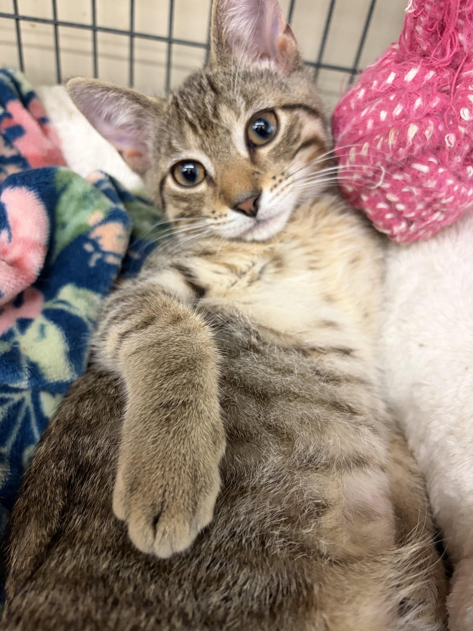 AUTUMN, Adoptable, Young Female Tabby.